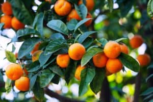 Wie viel Fructose enthält eine Mandarine bei Fructoseintoleranz?